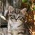 A pixelated close-up of a cat's face with light brown and white fur, dark eyes, and a blurred natural background.
