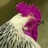 Animated icon shows a character with pink hair and white clothing against a muted background, text changes from blank to 'Ellie' in the upper right.