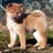 A pixelated static image of a light brown and white dog standing on grass with a blurred background.