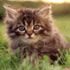Static image of a fluffy brown tabby kitten with blue eyes sitting on green grass, viewed from above in a close-up crop.
