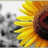 A static pixelated image shows a partial sunflower with yellow petals and a brown center on the right, next to a grayscale abstract pattern on the left.