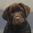 A pixelated dog with brown fur and a blue background displaying pink text.