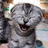 Pixelated image of a gray cat with closed eyes and open mouth, next to green text on black background.