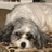 Pixelated dog with gray and white fur lies on brown surface; bright blue background with pink pixelated text.
