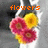 Animated sequence of three flower icons with orange text changing from 'flowers' to 'for' to 'me?' against a gray background.