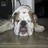 Pixelated static image of a light-colored dog with mouth open, positioned against dark and gray background elements.