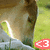 A horse's head in profile with a red heart-shaped icon containing 'C3' overlaid on grassy background.