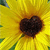 A pixelated sunflower with a heart-shaped dark brown center surrounded by bright yellow petals and green stem fragments.