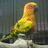 Pixelated yellow-green parrot with orange face perched on white surface against gray background, text 'I <3 Fonzie' visible.