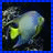A 48x48 pixel buddy icon featuring a fish on the left and text on the right, with blue checkered borders.
