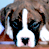 A 2x2 contact sheet of a pixelated dog animation with two frames showing the dog's face and one frame displaying 'CoolBuddy.com' text on a teal background.