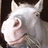 A pixelated image of a white horse's head on the left, with bright pink background and pixelated text reading "What Are you looking at? HUH????".
