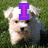 A white dog on green grass with purple text overlays reading 'I', 'Want', and 'Bella' in different positions.