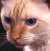 Pixelated close-up of a light brown cat's face with dark eyes and nose, showing minimal facial features against a blurred background.