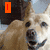 A dog's face appears in four quadrants with text blocks spelling 'I LOVE THIS DOG' in colored squares.