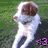 A collage of six pixelated dog images with text overlays, including a purple 'I LOVE YOU, POOH!' and pink '<3' symbol