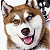 A 50x50 pixel buddy icon featuring a smiling husky dog on the left and "SNOW DOGS" text in blue-and-white block letters on the right, displayed as a static contact sheet with two frames.