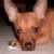A pixelated close-up of a light brown dog's face with dark eyes and nose, positioned slightly off-center against a blurred background.