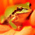 Pixelated frog in profile view with greenish-yellow body, dark brown limbs, and orange-red background gradient.