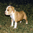 Four distinct dog images arranged in a : top-left brown and white puppy on grass, top-right light blue dog with pink nose, bottom-left brown puppy lying down, bottom-right empty space
