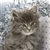 A pixelated close-up of a cat's face with visible ears, eyes, nose, and mouth against a blurred background.