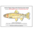 Pixelated fish icon with yellow-brown body, orange eye, and gray fins, set against white background with gray and pink horizontal bars above and below.