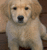 Pixelated static image of a light-colored dog with dark eyes and nose, standing against a blurred background.
