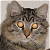 A 50x50 pixel buddy icon featuring a close-up of a tabby cat's face on the left and green text reading "Original Icons .com" on a dark green background to the right, displayed as part of an animated contact sheet with two frames.