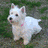 White dog with pink collar on grass, beige background close-up, two dogs on grass, white dog on black background.