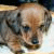 A small dog with brown and gray fur sits on a light surface, its head slightly tilted as it looks forward.
