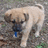 Two light brown dogs with dark brown faces and blue collars stand side-by-side on a textured ground background.
