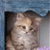A pixelated close-up of a light brown cat's face with darker brown stripes, set against a blurred blue and gray background.