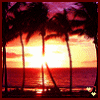Silhouetted palm trees against a sunset ocean backdrop with shifting light and color gradients