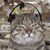 Animals icons for AIM, MSN, MySpace and Yahoo