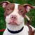 Pixelated close-up of a dog's face with white and brown fur, dark eyes, a black collar, and green background.