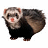 Pixelated ferret with brown and black fur, pink nose, small ears, standing against white background.