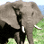 A 2x2 contact sheet of three sampled frames from an animated elephant icon showing different color variations and poses against a grassy background.