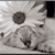 Animals icons for AIM, MSN, MySpace and Yahoo