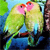 Animals icons for AIM, MSN, MySpace and Yahoo