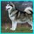Pixelated static image of a light-colored dog standing on grass with dark patches, facing left against a blurred background.