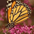 Animated contact sheet showing a monarch butterfly on pink flowers and the text 'CoolBuddy.com' in pixelated style against blue background.
