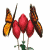 Animated sequence of butterflies flitting around red flowers with green stems and leaves.