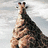 Pixelated static image of a giraffe's head and neck against a light gray background with subtle horizontal banding.