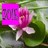 A static image shows a pink flower with layered petals and green leaves, overlaid by a bright magenta square containing indistinct pixelated text.