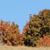 Pixelated landscape with two tree clusters under a clear blue sky, rendered in warm autumnal tones on a light brown ground.