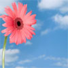 A pink gerbera daisy with a dark brown center and black pupil-like dot, set against a bright blue sky with scattered white clouds.