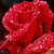 A static image split into four quadrants showing a red rose, white dress, and text blocks.