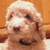 A four- shows a light brown dog, a red heart on a white object, green text reading 'i LOVE my puppy!', and a blank gray