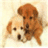 Two dogs lie side-by-side on a light background; one brown, one white, both with dark eyes and noses.