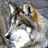 A 48x48 pixel buddy icon featuring a wolf's face on the left and green text 'Original Icons .com' on a dark green background on the right, displayed as a static contact sheet with two frames.